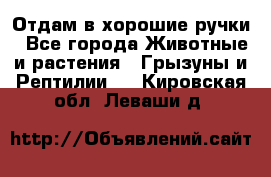 Отдам в хорошие ручки - Все города Животные и растения » Грызуны и Рептилии   . Кировская обл.,Леваши д.